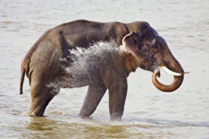 Indian / Asian Elephant in the river Ramganga, Corbett National Park, India Indian / Asian Elephant in the river Ramganga, Corbett National Park, India