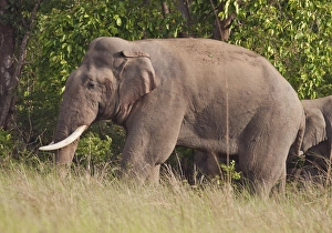 Indian / Asian Elephant (Tusker), Corbett National Park, India Indian / Asian Elephant (Tusker), Corbett National Park, India