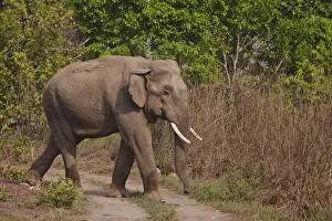 Indian / Asian Elephant, tusker on the track, Corbett National Park, India Indian / Asian Elephant, tusker on the track, Corbett National Park, India