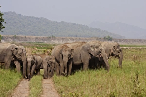Indian / Asian Elephants, Corbett National Park, India Indian / Asian Elephants, Corbett National Park, India