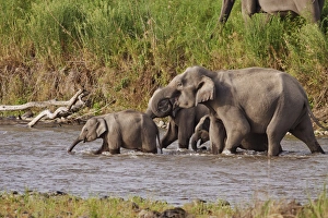 Indian / Asian Elephants, crossing the river Ramganga, Corbett National Park, India Indian / Asian Elephants, crossing the river Ramganga, Corbett National Park, India