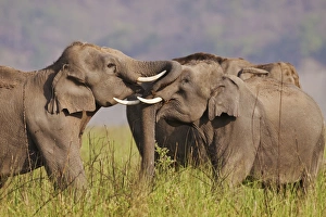 Indian / Asian Elephants sparring,, Corbett National Park, India Indian / Asian Elephants sparring,, Corbett National Park, India