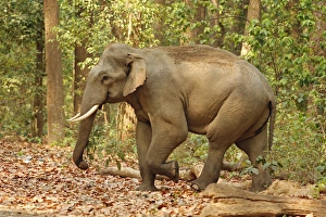 Indian Elephant (Tusker) coming out of Sal forest, Corbett National Park, India Indian Elephant (Tusker) coming out of Sal forest, Corbett National Park, India
