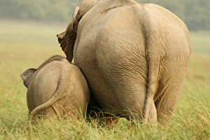 Indian Elephant and young, Corbett National Park, India Indian Elephant and young, Corbett National Park, India