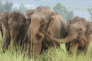 Indian Elephants feeding, Corbett National Park, India Indian Elephants feeding, Corbett National Park, India