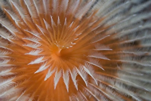 Indian Ocean, Indonesia, Papua, Fakfak. Close-up of feather-duster worm. Credit as Indian Ocean, Indonesia, Papua, Fakfak. Close-up of feather-duster worm. Credit as