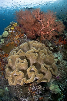 Indian Ocean, Indonesia, Raja Ampat Islands. Pristine coral reef off Misool Island Indian Ocean, Indonesia, Raja Ampat Islands. Pristine coral reef off Misool Island