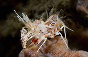 Indian Ocean, Indonesia, Sulawesi Island, Lembeh Straits. Close-up of tiny tiger shrimp Indian Ocean, Indonesia, Sulawesi Island, Lembeh Straits. Close-up of tiny tiger shrimp