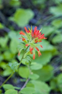 Indian paintbrush blooms in the Whitefish Range in Montana Indian paintbrush blooms in the Whitefish Range in Montana