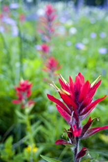 Indian paintbrush and wildflower profusion along the Danny On Trail on Big Mountain Indian paintbrush and wildflower profusion along the Danny On Trail on Big Mountain