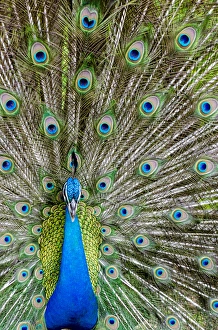 Indian peacock (Pavo cristatus), Waimea Valley Audubon Park, North Shore, Oahu, Hawaii Indian peacock (Pavo cristatus), Waimea Valley Audubon Park, North Shore, Oahu, Hawaii