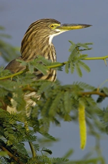 Indian Pond Heron (Ardeola grayii). Bharatpur National Park or Keoladeo Ghana Sanctuary Indian Pond Heron (Ardeola grayii). Bharatpur National Park or Keoladeo Ghana Sanctuary