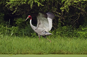Indian Saras Crane, walking around the nest, Keoladeo National Park, India Indian Saras Crane, walking around the nest, Keoladeo National Park, India