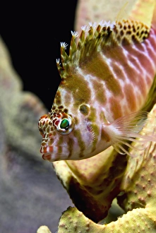 Indonesia, Ambon. Close-up of hawkfish among corals Indonesia, Ambon. Close-up of hawkfish among corals