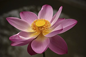 Indonesia, Bali, Ubud, Nyuh Kuning Village. Close-up shot of lotus flower in full bloom Indonesia, Bali, Ubud, Nyuh Kuning Village. Close-up shot of lotus flower in full bloom