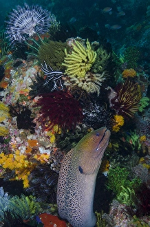 Indonesia, Bima Bay. Moray eel and coral Indonesia, Bima Bay. Moray eel and coral