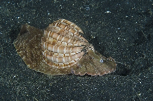 Indonesia, Lembeh Strait. Mollusc on sea floor Indonesia, Lembeh Strait. Mollusc on sea floor