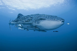 Indonesia, Papua, Cenderawasih Bay. Close-up of whale shark and remoras that cling to skin Indonesia, Papua, Cenderawasih Bay. Close-up of whale shark and remoras that cling to skin