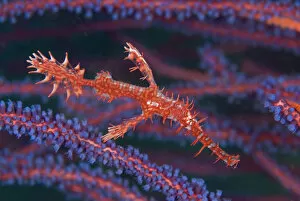 Images Dated 1st January 2010: Indonesia, Papua, Fak Fak, Triton Bay. A pipefish among sea whips