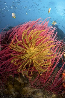 Indonesia, Papua, Pisang Islands. Two varieties of feather star crinoids. Credit as Indonesia, Papua, Pisang Islands. Two varieties of feather star crinoids. Credit as