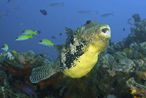 Indonesia, Papua, Raja Ampat. Close-up of pufferfish Indonesia, Papua, Raja Ampat. Close-up of pufferfish