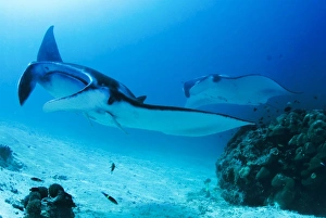 Indonesia, Papua, Raja Ampat, Manta Point. Two manta rays swim past coral near bottom Indonesia, Papua, Raja Ampat, Manta Point. Two manta rays swim past coral near bottom