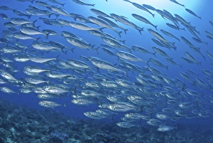 Indonesia, Papua, Raja Ampat. Schooling scad fish, tuna look-alikes Indonesia, Papua, Raja Ampat. Schooling scad fish, tuna look-alikes