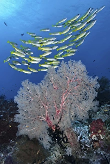 Indonesia, Papua, Raja Ampat, SE Misool. Underwater scenic of fish and coral. Credit as Indonesia, Papua, Raja Ampat, SE Misool. Underwater scenic of fish and coral. Credit as