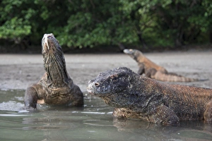 Indonesia, Rinca Island, Komodo National Park. Close-up of Komodo dragon in water Indonesia, Rinca Island, Komodo National Park. Close-up of Komodo dragon in water