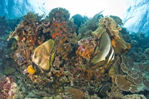 Indonesia, South Sulawesi Province, Wakatobi Archipelago Marine Preserve Indonesia, South Sulawesi Province, Wakatobi Archipelago Marine Preserve