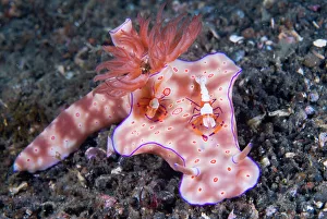 Indonesia, Sulawesi Island, Lembeh Strait. Two Coleman shrimp are commensal with Indonesia, Sulawesi Island, Lembeh Strait. Two Coleman shrimp are commensal with