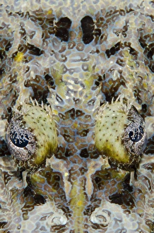 Indonesia, West Papua, Cenderawasih Bay. Close-up of crocodilefish Indonesia, West Papua, Cenderawasih Bay. Close-up of crocodilefish