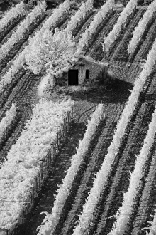 Infra Red Black & White view of small stone barn and hillside vineyard near Montalcino Infra Red Black & White view of small stone barn and hillside vineyard near Montalcino