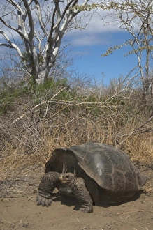 Intermediate form of Galapagos Giant Tortoise (Geochelone elephantophus) Wolf Volcano Intermediate form of Galapagos Giant Tortoise (Geochelone elephantophus) Wolf Volcano