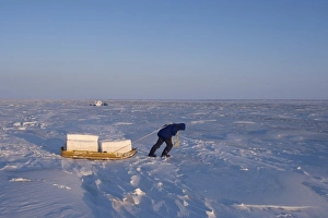 inupiat guide Bruce Inglangasak hauling snow blocks for an igloo snow blind, along the Arctic coast inupiat guide Bruce Inglangasak hauling snow blocks for an igloo snow blind, along the Arctic coast