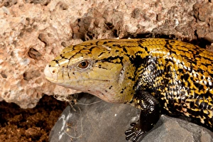 Irian Jaya Blue Tongue Skink, Tiliqua scincoides, Native to Irian Jaya Irian Jaya Blue Tongue Skink, Tiliqua scincoides, Native to Irian Jaya