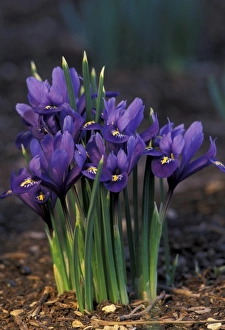Purple Iris Flower Prints: Iris