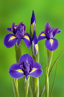 Vibrant Purple Blooms Prints: Iris Flowers
