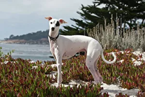 An Italian Greyhound standing in the white sands and ice plant of Carmel Beach California An Italian Greyhound standing in the white sands and ice plant of Carmel Beach California