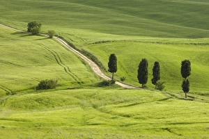 Italy, Tuscany. A country road meanders through lush green fields Italy, Tuscany. A country road meanders through lush green fields