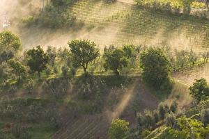Italy, Tuscany, Fog wafts through trees below Montalcino Italy, Tuscany, Fog wafts through trees below Montalcino