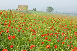 Italy, Tuscany. A foggy morning amidst a field of poppies Italy, Tuscany. A foggy morning amidst a field of poppies