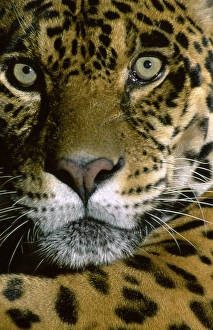 Jaguar Face (Panthera onca), Amazon Basin, Peru Jaguar Face (Panthera onca), Amazon Basin, Peru