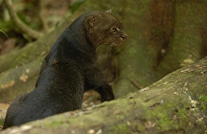 Jaguarundi (Herpailurus yaguarondi) AA Amazon Rain Forest. ECUADOR. South America Jaguarundi (Herpailurus yaguarondi) AA Amazon Rain Forest. ECUADOR. South America