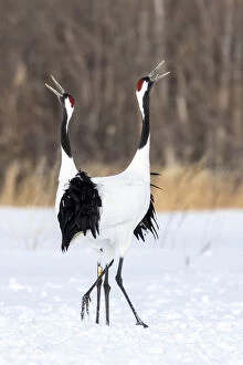 Images Dated 21st February 2016: Japan, Hokkaido, Japanese Red-Crowned Cranes
