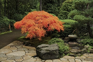 Japanese Maple in Autumn, Portland Japanese Garden, Portland, Oregon, USA Japanese Maple in Autumn, Portland Japanese Garden, Portland, Oregon, USA