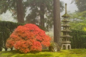 Japanese maple and stone pagoda lantern at the Portland Japanese Garden, Oregon Japanese maple and stone pagoda lantern at the Portland Japanese Garden, Oregon
