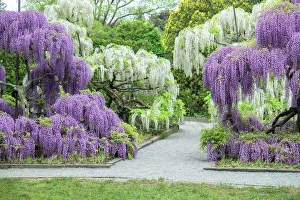 Japanese Wisteria, Longwood Gardens, Kennett Square, Pennsylvania, USA Japanese Wisteria, Longwood Gardens, Kennett Square, Pennsylvania, USA