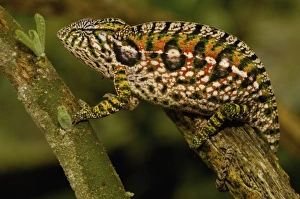 Jewel chameleon (Furcifer lateralis) commonly encountered across the island except in NW Jewel chameleon (Furcifer lateralis) commonly encountered across the island except in NW
