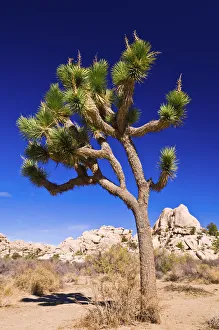 Joshua tree and boulders, Joshua Tree National Park, California USA Joshua tree and boulders, Joshua Tree National Park, California USA